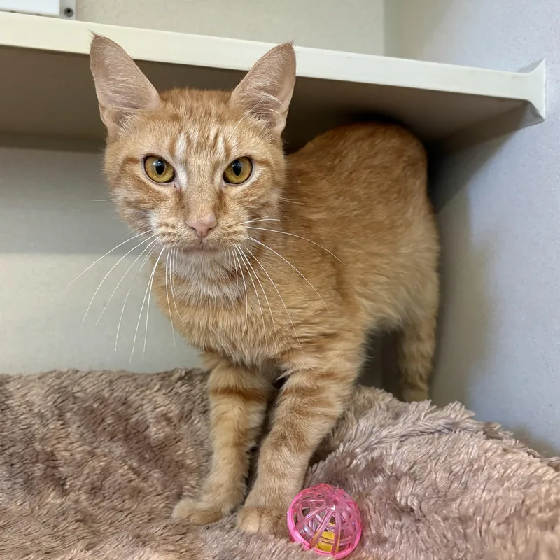 A young medium-sized female Tabby (Orange / Red) Domestic Short Hair cat named Bella for adoption in Eatontown, NJ