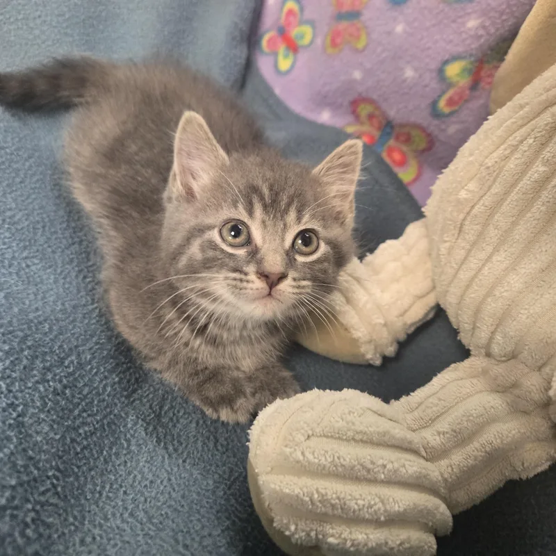 A young medium-sized male Domestic Long Hair cat named Gru for adoption in Xenia , OH