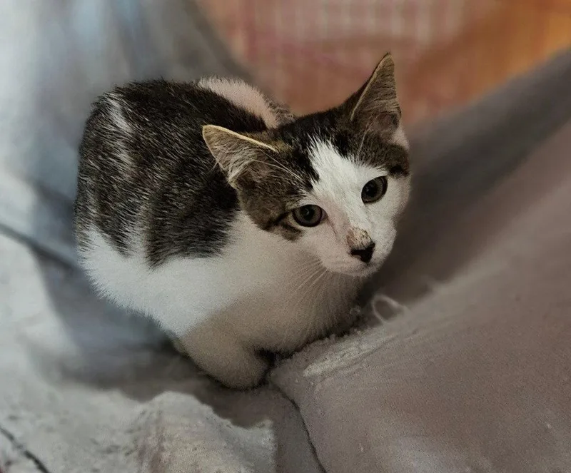 A baby small-sized male Domestic Short Hair cat named Logan for adoption in Lovingston, VA