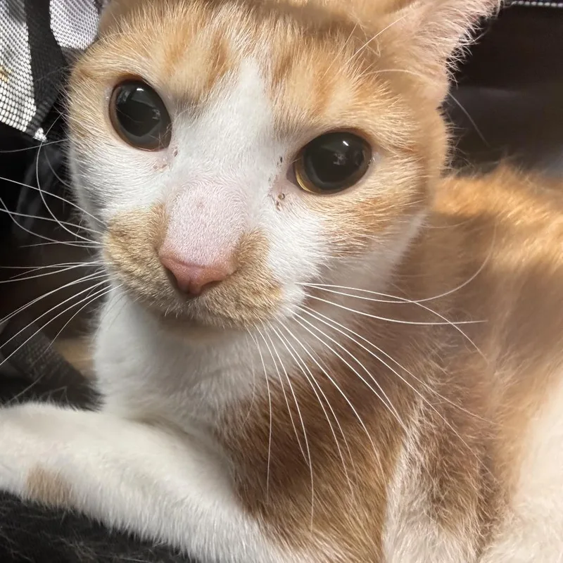 An adult large-sized male Orange / Red Domestic Short Hair cat named Blaze for adoption in Newark, NJ