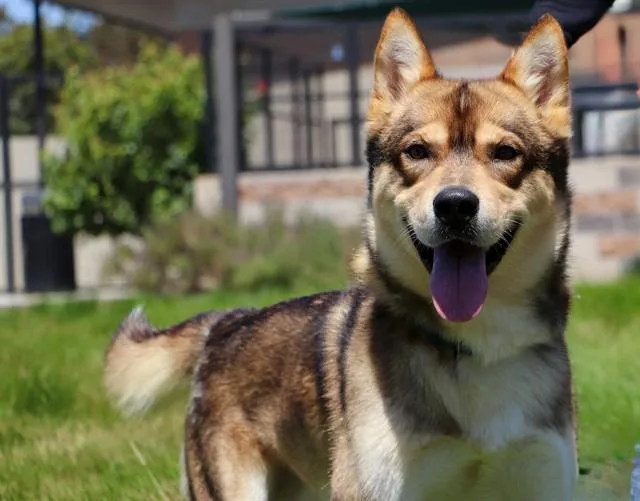 A young medium-sized male Siberian Husky dog named Roman for adoption in San Luis Obispo, CA