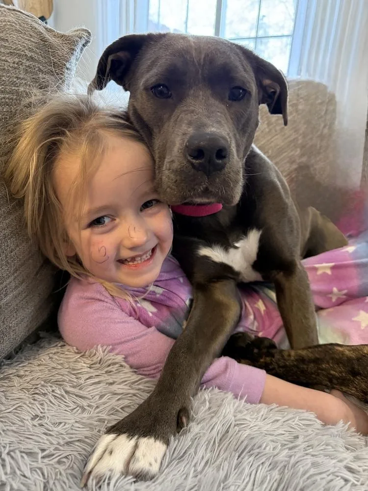 A baby medium-sized female Gray / Blue / Silver American Staffordshire Terrier dog named Cocomelon for adoption in Brewster , NY