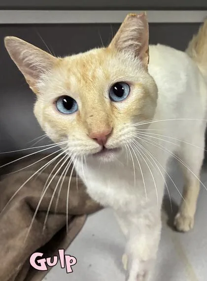 An adult large-sized male Domestic Short Hair cat named Gulp for adoption in Mason, MI