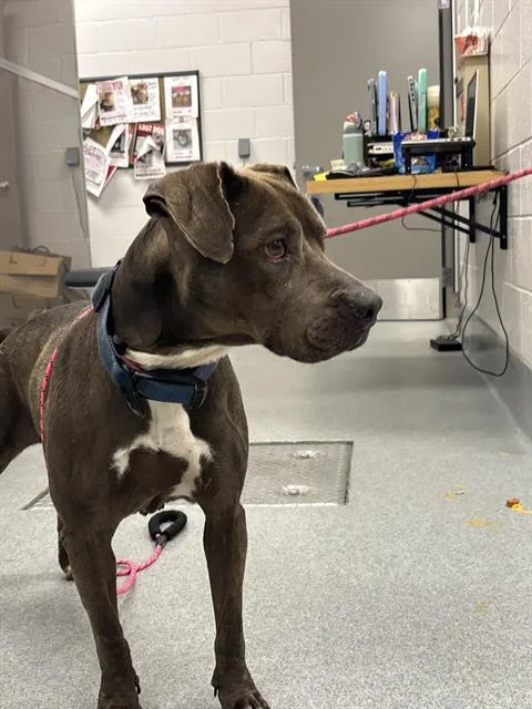 An adult medium-sized female Labrador Retriever dog named Mia for adoption in Indianapolis, IN
