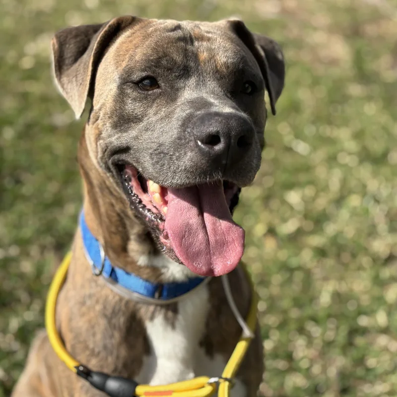 A young medium-sized male Apricot / Beige Pit Bull Terrier dog named Brando for adoption in Pearland, TX