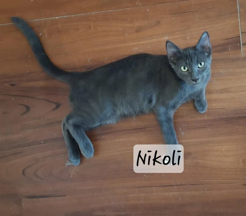 A baby medium-sized male Russian Blue cat named Nikoli Silver Shadow for adoption in Houston, TX