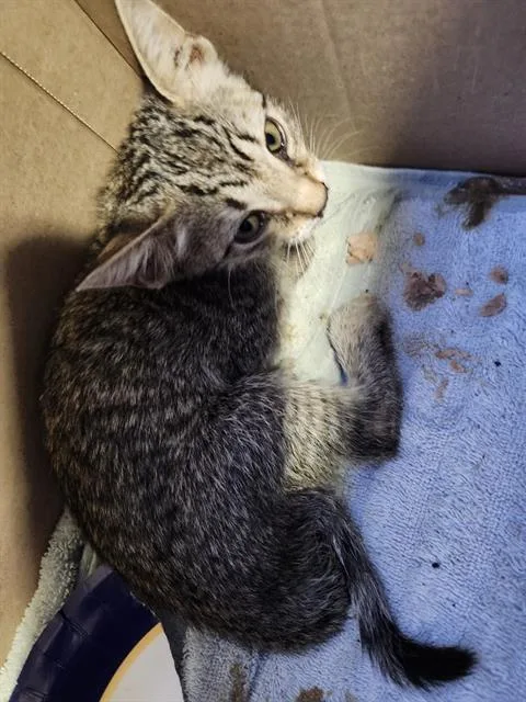 A baby small-sized female Domestic Short Hair cat named Sunny for adoption in San Antonio, TX