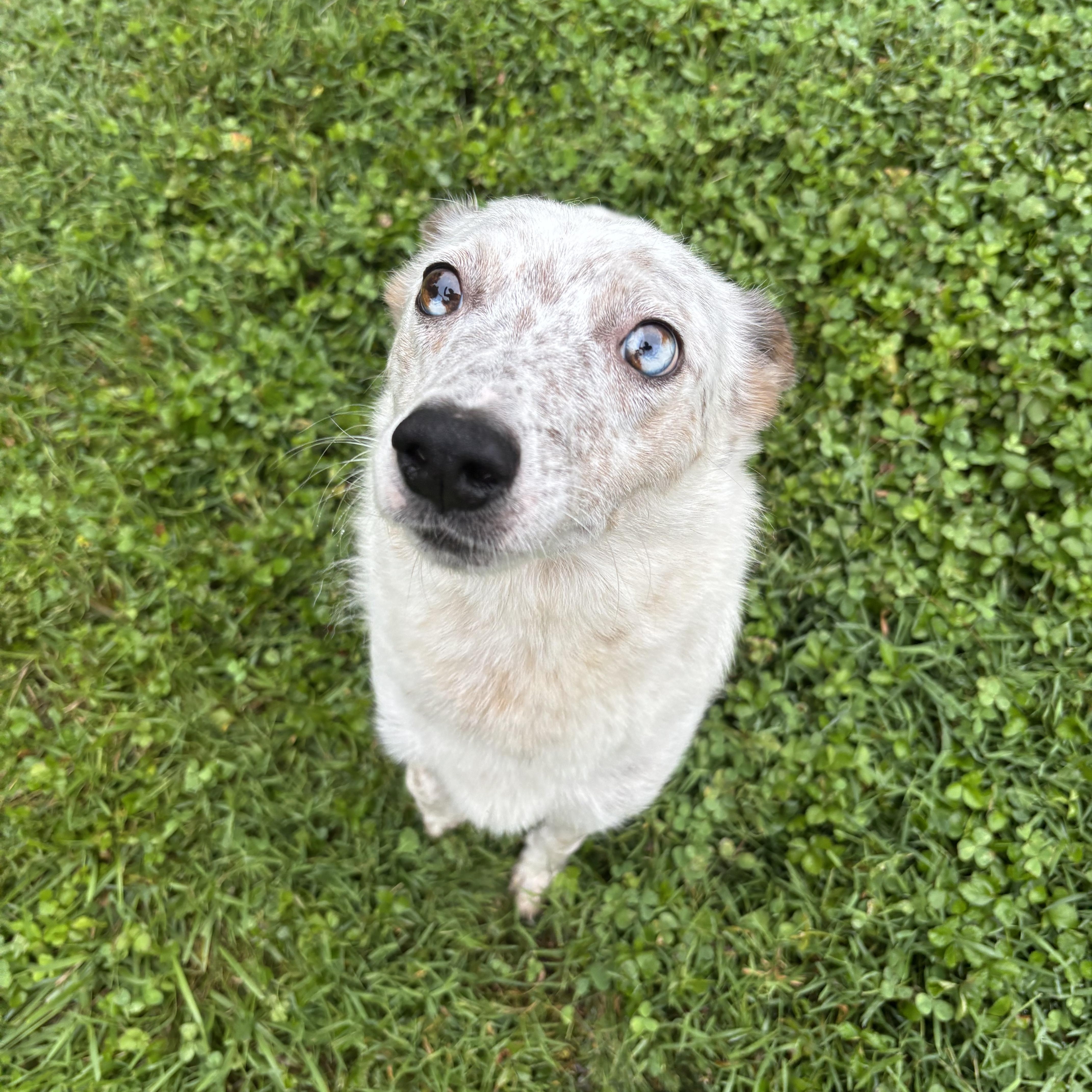 Chickpea thumbnail 2