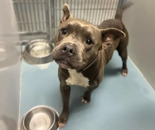 An adult medium-sized female Staffordshire Bull Terrier dog named Baby Seal for adoption in Houston, TX