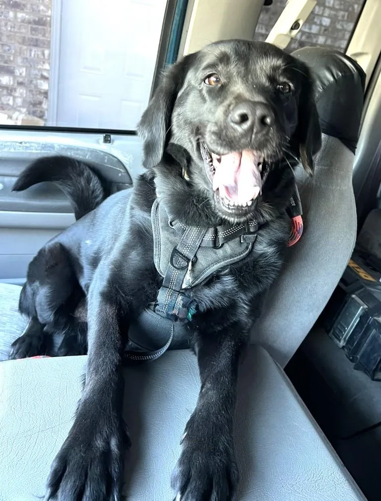 A senior medium-sized female Black Labrador Retriever dog named Bunny for adoption in Germantown, TN