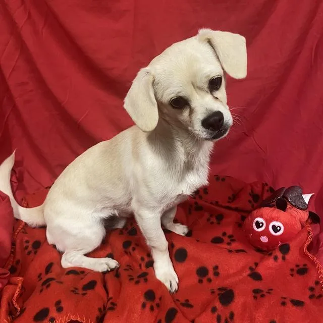 A young small-sized male Chihuahua dog named A for adoption in Modesto, CA