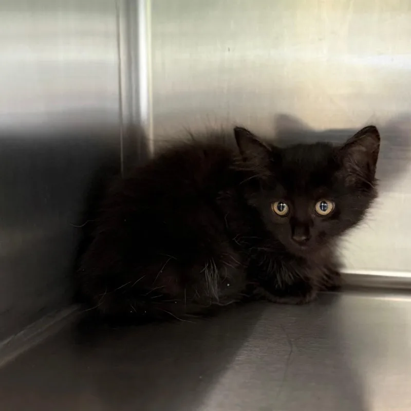 A baby small-sized male Domestic Medium Hair cat named Wilder for adoption in Hamilton, GA