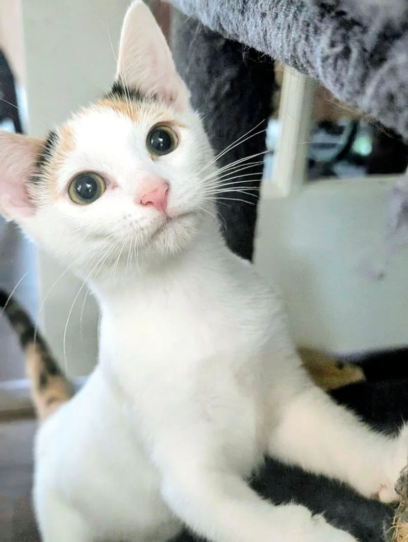 A baby medium-sized female Domestic Short Hair cat named Rose for adoption in Bensalem, PA