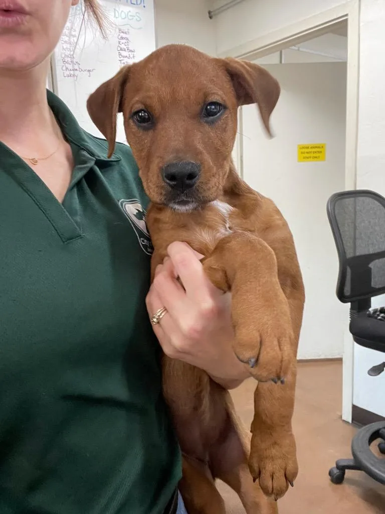 A baby medium-sized female Pit Bull Terrier dog named Piper for adoption in Chico, CA