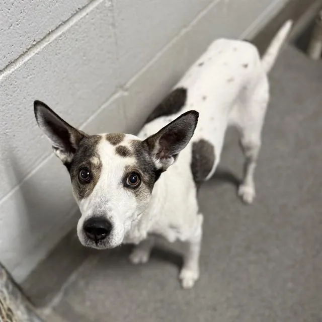 An adult medium-sized female Rat Terrier dog named Riley for adoption in Huntsville, AL