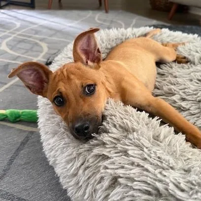 A young medium-sized female Cattle Dog dog named Sunday for adoption in Kansas City, MO