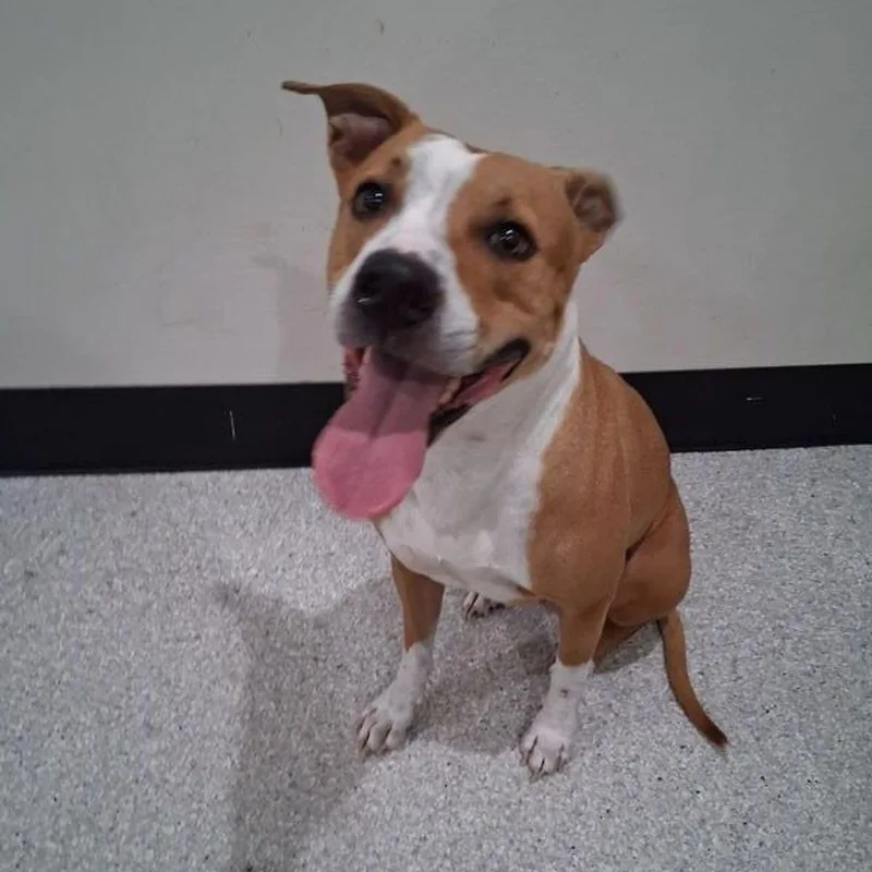 An adult medium-sized female Pit Bull Terrier dog named Baby for adoption in Lake Havasu City, AZ