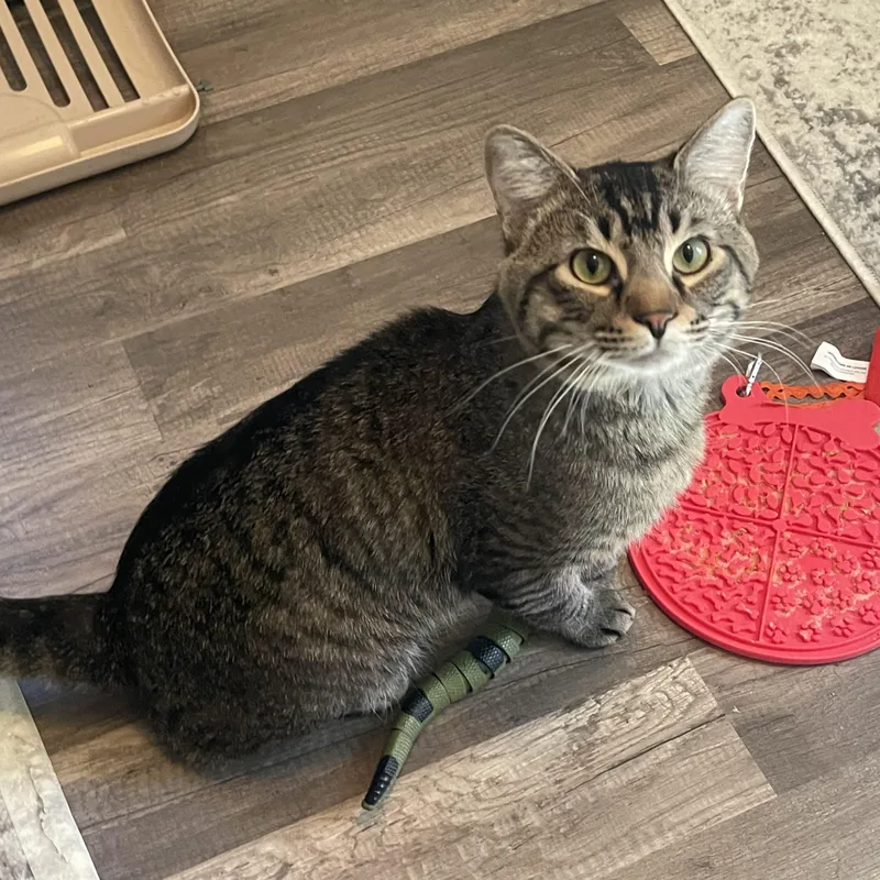 A young medium-sized male Domestic Short Hair cat named Timothy for adoption in Chandler, AZ