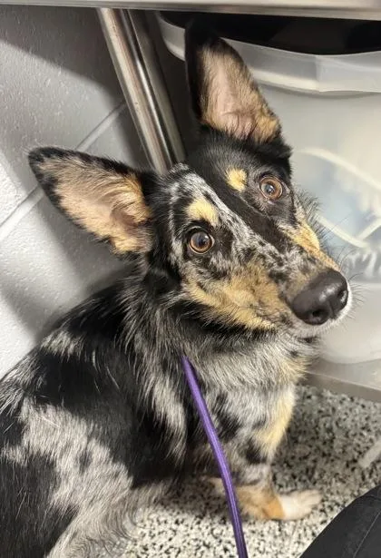 An adult medium-sized female Mixed Breed dog named Aubrey for adoption in West Chester, PA
