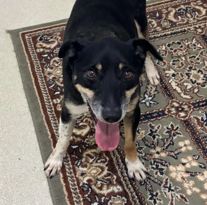 An adult medium-sized male Mixed Breed dog named Atlas for adoption in Ashland, OH