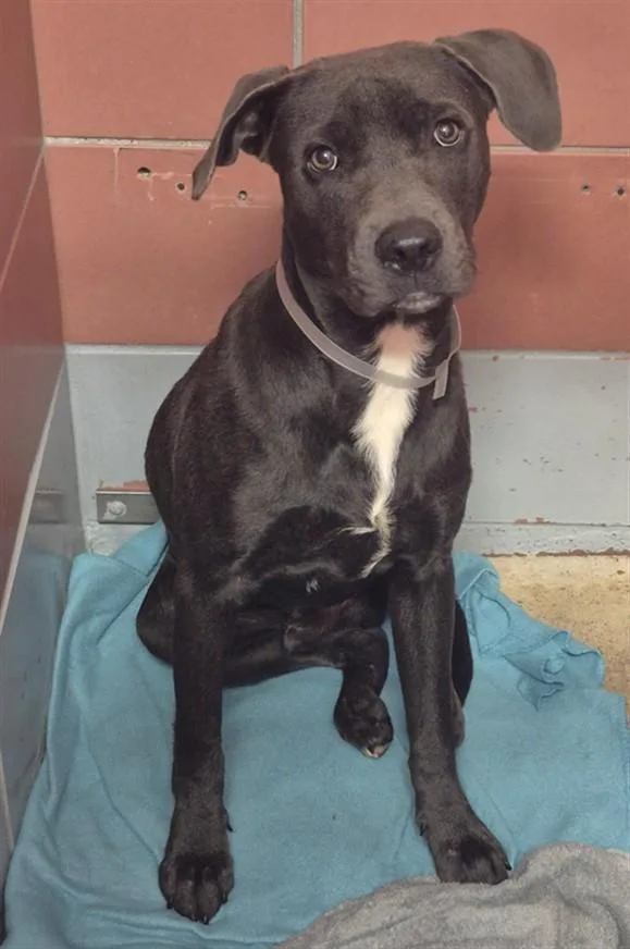 A young medium-sized male Staffordshire Bull Terrier dog named Alpha for adoption in Houston, TX