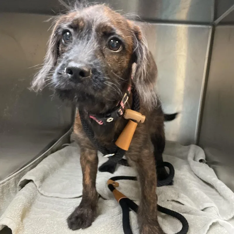 A baby small-sized female Red / Chestnut / Orange Border Terrier dog named Little Red for adoption in Pasadena, CA