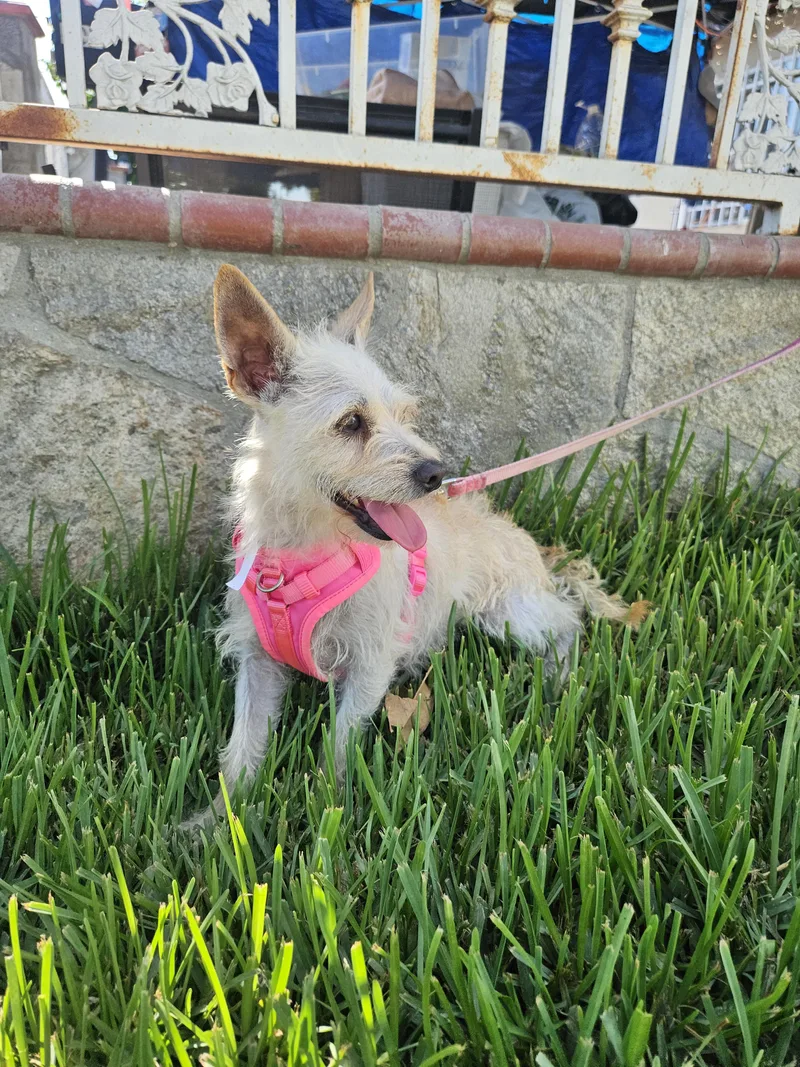 An adult small-sized female Terrier dog named Sarita for adoption in Los Angeles, CA
