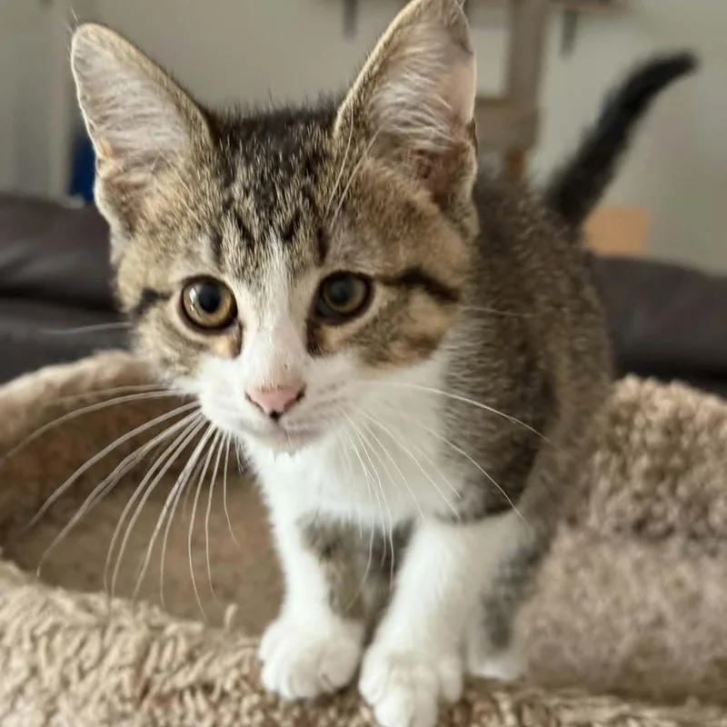 A baby medium-sized male Tabby (Brown / Chocolate) Domestic Short Hair cat named Jude for adoption in Loveland, CO
