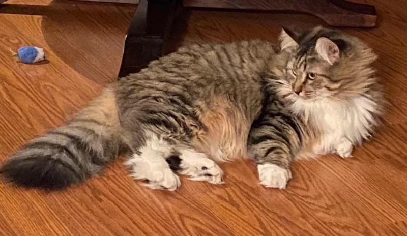 An adult medium-sized female Domestic Long Hair cat named Susan for adoption in Rochester, WA
