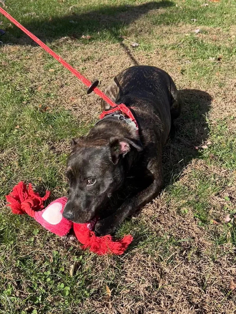 A young medium-sized female Labrador Retriever dog named Lucy for adoption in Tarrytown, GA