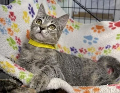 A young medium-sized female Tabby (Brown / Chocolate) Domestic Short Hair cat named Checkerspot for adoption in Plano, TX