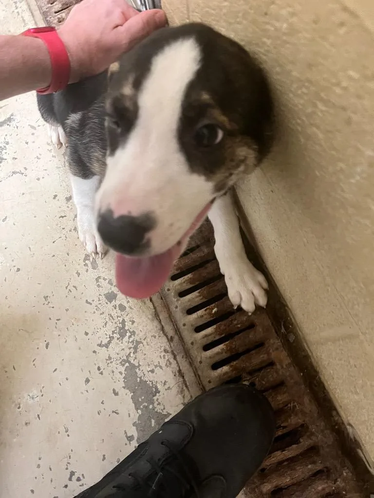 A baby medium-sized male Boxer dog named John for adoption in Benton, AR