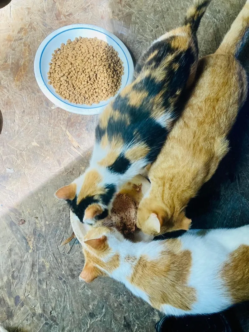 Sweet Boy thumbnail 2