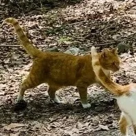 Sweet Boy thumbnail 3