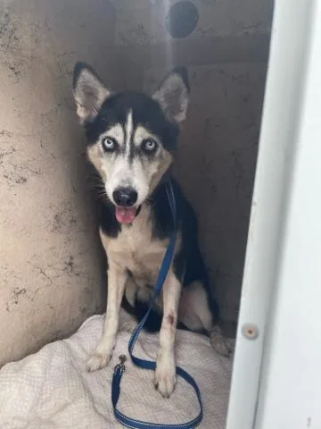 An adult medium-sized female Mixed Breed dog named Taffy for adoption in West Palm Beach, FL