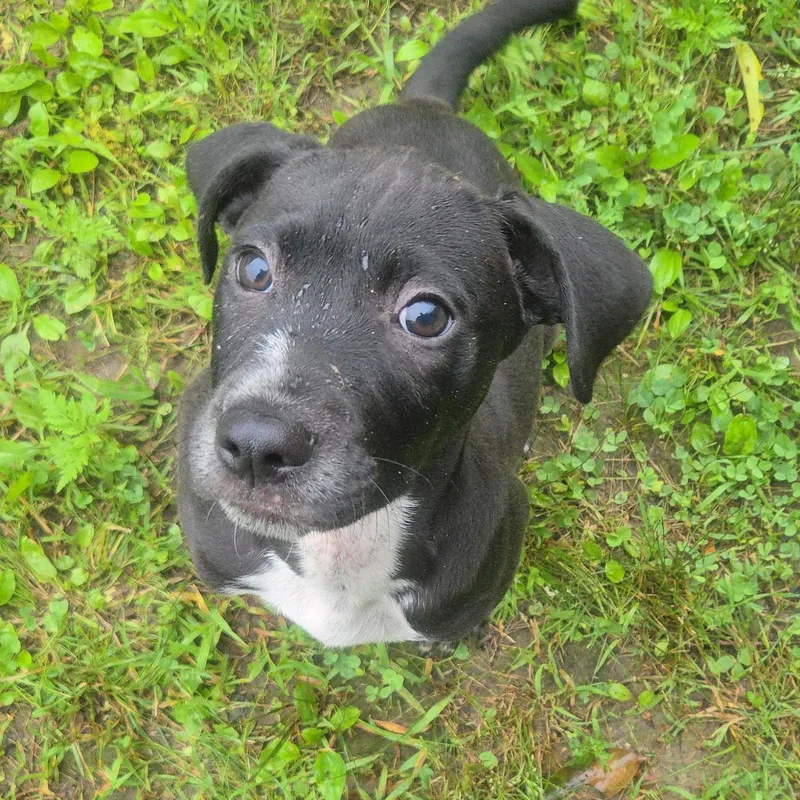 Mateo