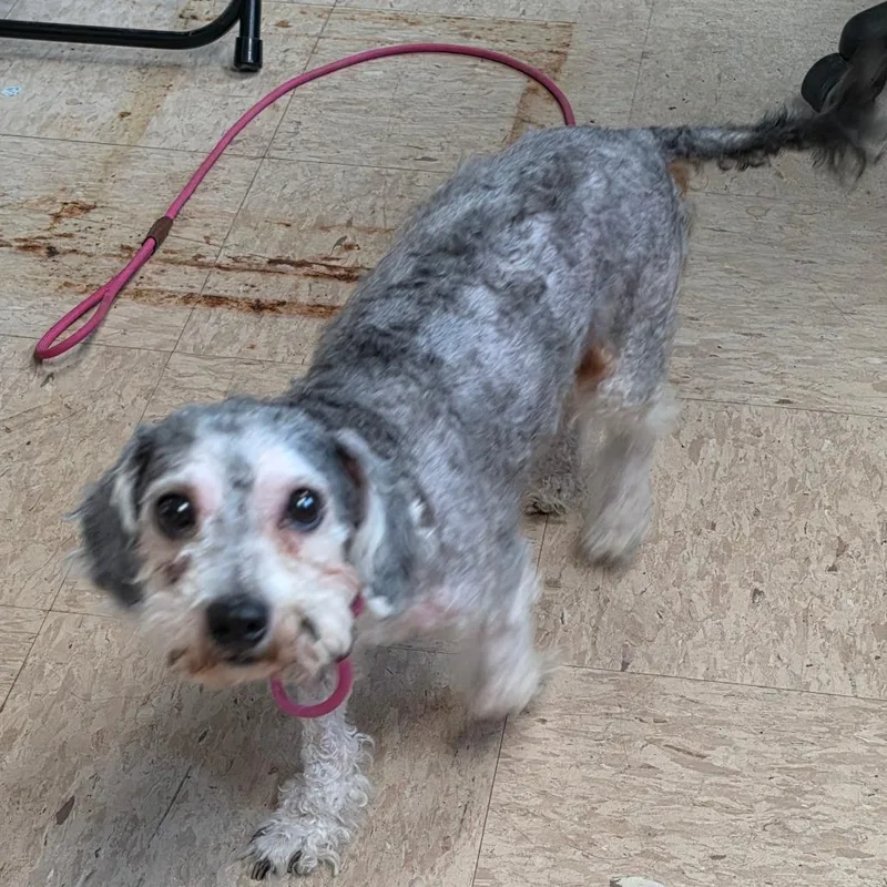 A senior small-sized female Gray / Blue / Silver Bichon Frise dog named Tabby for adoption in Easton, PA