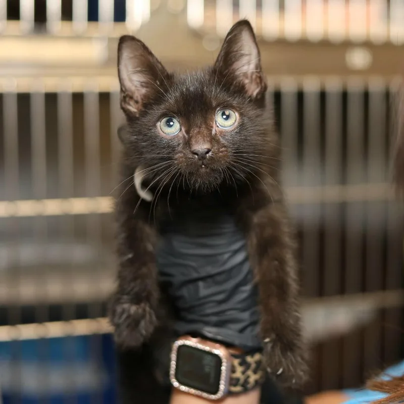 A baby small-sized male Black Domestic Short Hair cat named Astro Mo for adoption in Evansville, IN