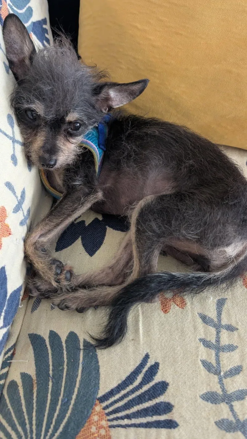 A baby small-sized female Chihuahua dog named Melissa for adoption in Evanston, IL