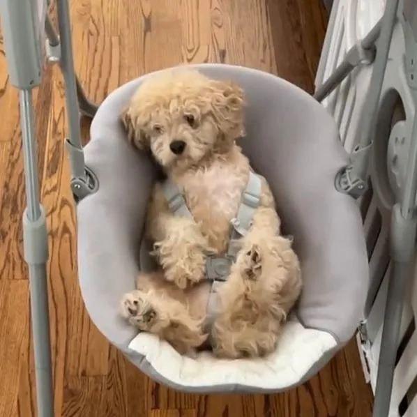 An adult small-sized male Apricot / Beige Poodle dog named Tucker Bailey for adoption in Houston, TX
