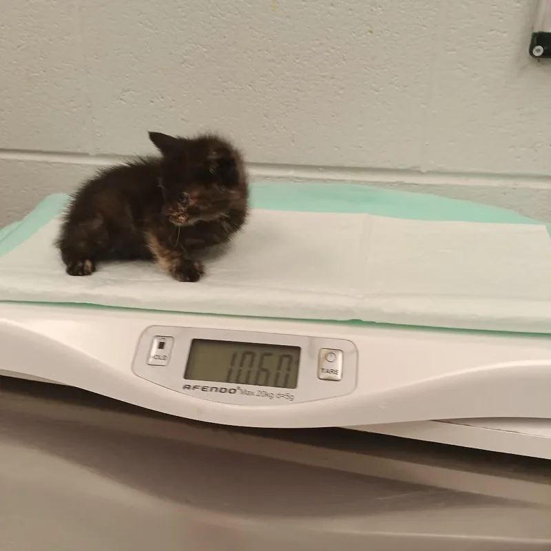 A baby small-sized female Black Domestic Short Hair cat named Hetty for adoption in Chattanooga, TN