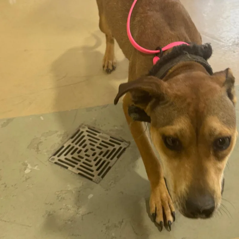 An adult medium-sized female Brown / Chocolate Mixed Breed dog named Honeybun for adoption in Winston-Salem, NC
