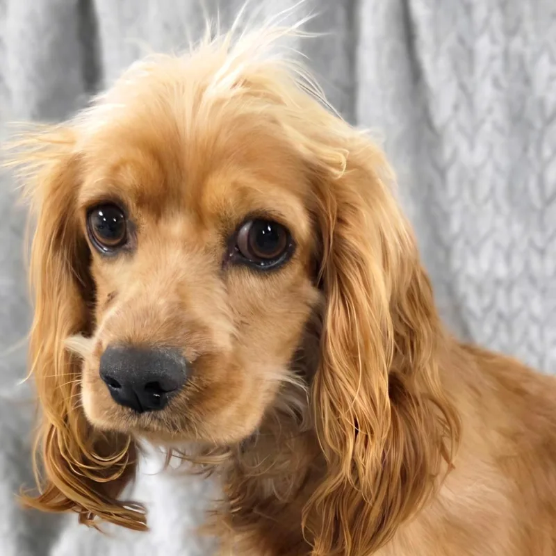 A baby small-sized female Red / Chestnut / Orange Cocker Spaniel dog named Reece A for adoption in Parker, CO