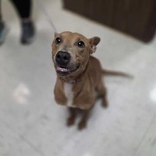 An adult medium-sized female Mixed Breed dog named Chai for adoption in Jasper, IN