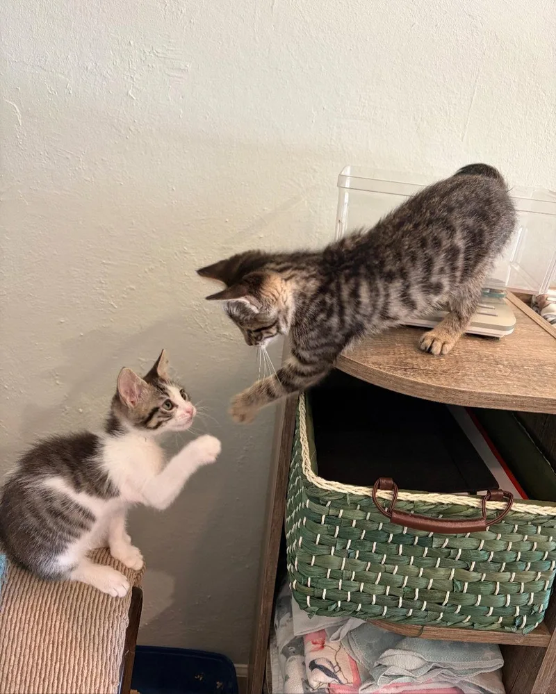 A young medium-sized female Tabby cat named Kaydence for adoption in Campbell, CA