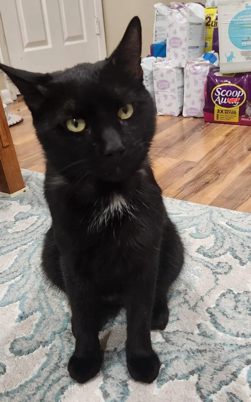 Thatcher thumbnail 3