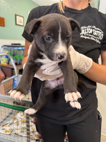 A baby medium-sized male Mixed Breed dog named Grumpy for adoption in West Chester, PA
