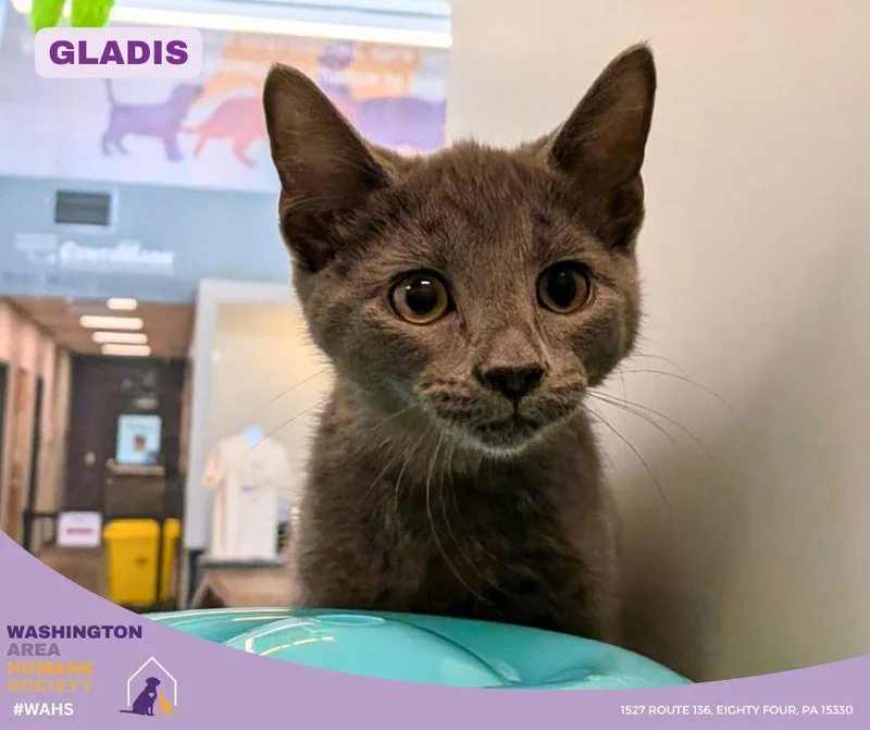 A baby small-sized female Gray / Blue / Silver Domestic Short Hair cat named Gladis for adoption in Eighty Four, PA