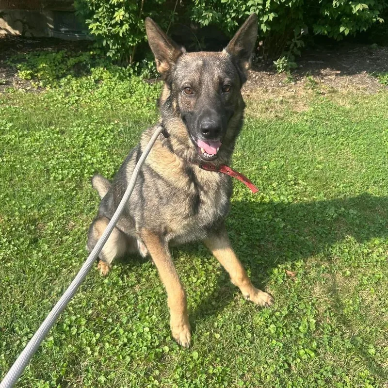 An adult large-sized male German Shepherd Dog dog named Gabe for adoption in Farmersville, OH