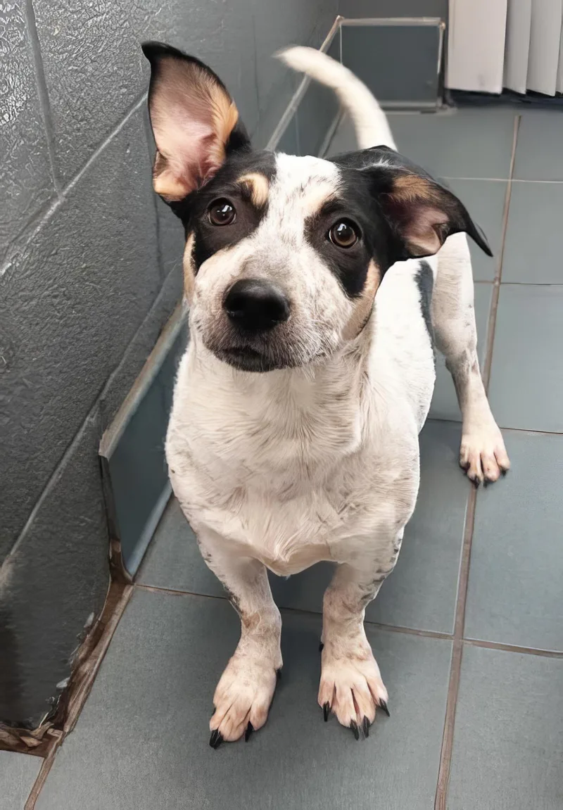 A young medium-sized female Black Mixed Breed dog named Toaster for adoption in Nashville, TN